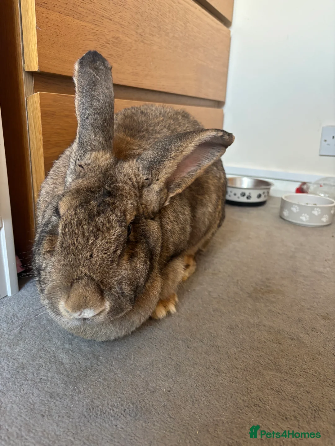 Continental Giant rabbits for sale: Female and male continental giants  - Advert 3