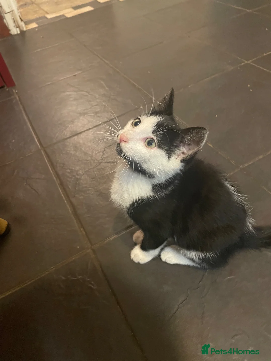 Mixed Breed cats for sale: Mix breed tuxedo cats both male  - Advert 2