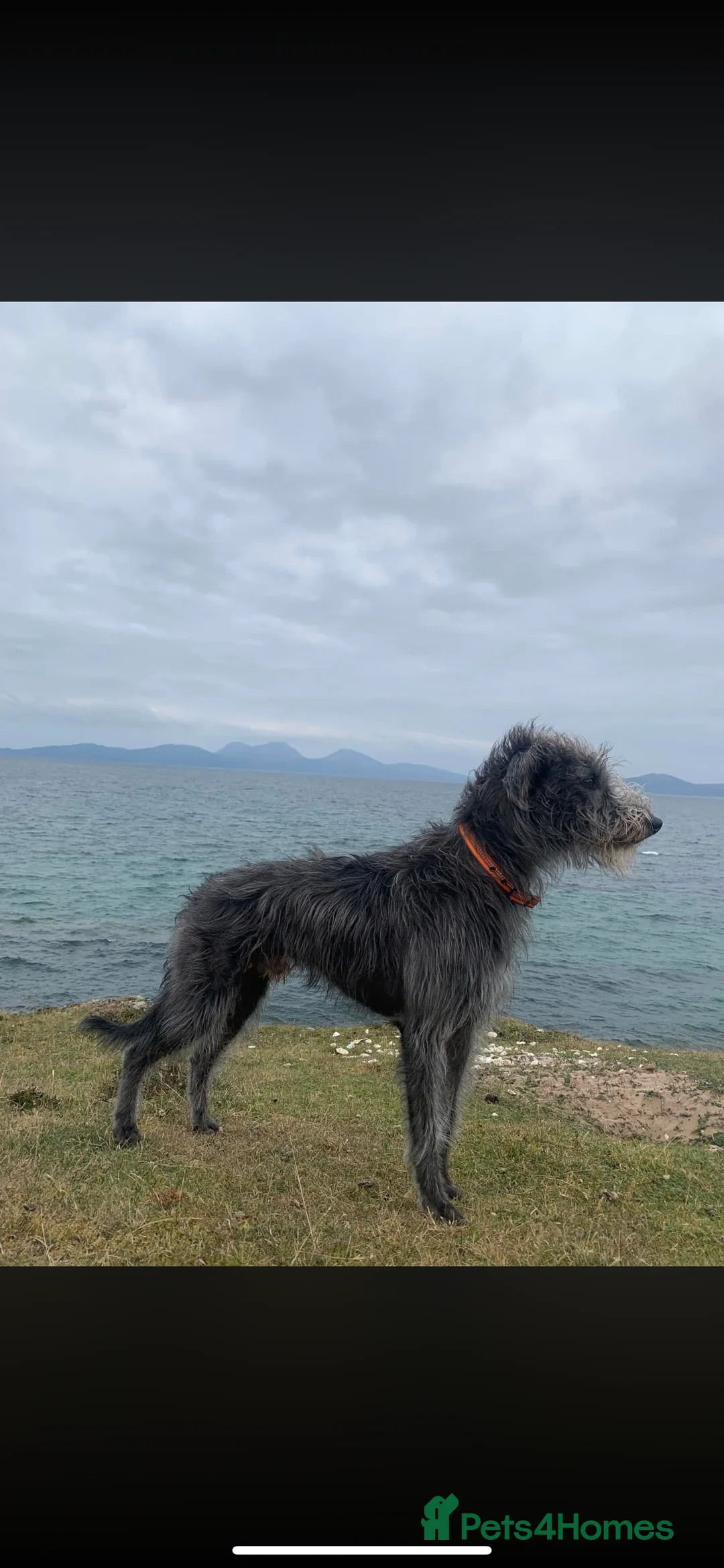 Mixed Breed dogs for sale: Labrador X lurcher  - Advert 3