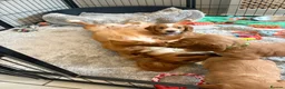 Cocker Spaniel dogs for sale: Beautiful Golden cockers free insurance with agria - Advert 27