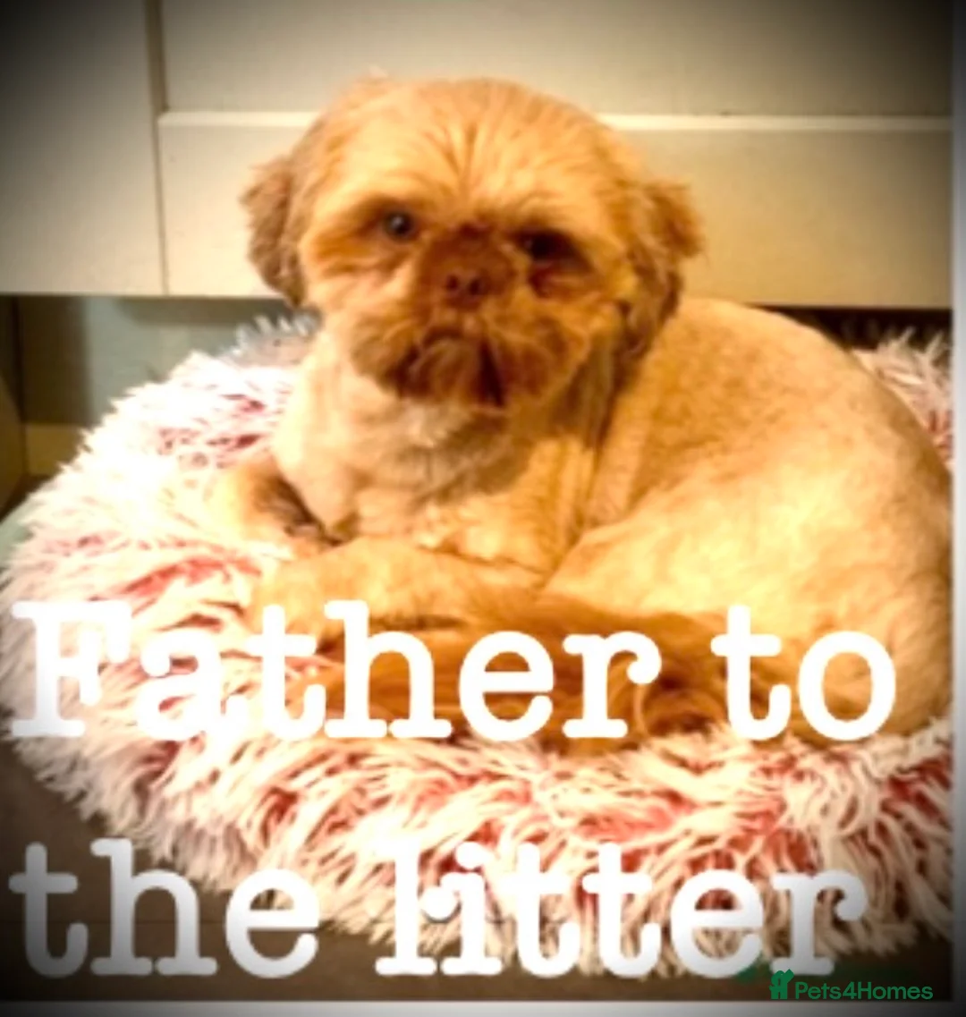 Shih Tzu dogs for sale: 🌟STUNNING SHIH TZU BOYS ~ READY MARCH 22nd🌟 - Advert 6