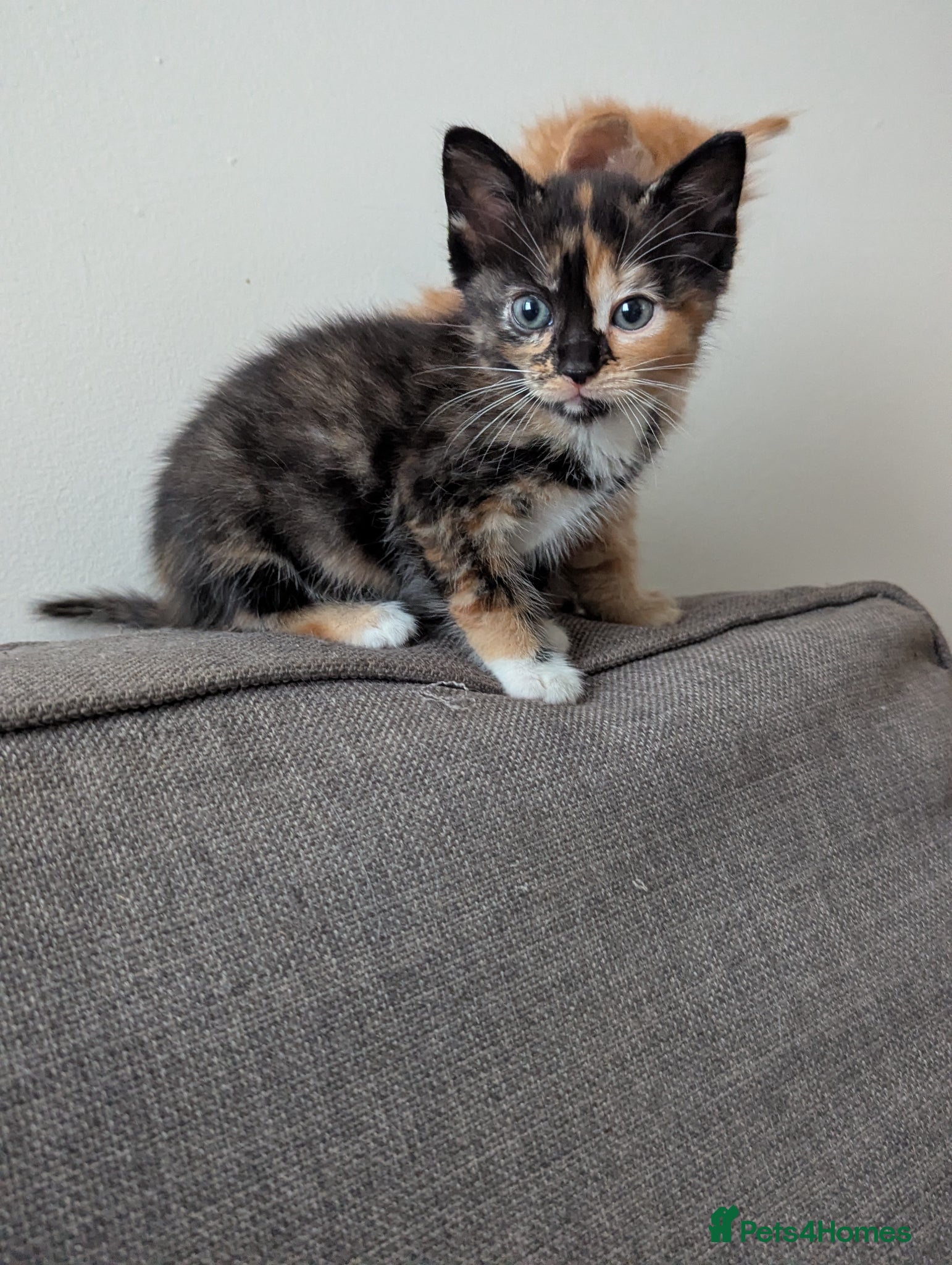 Mixed Breed Kitten 8