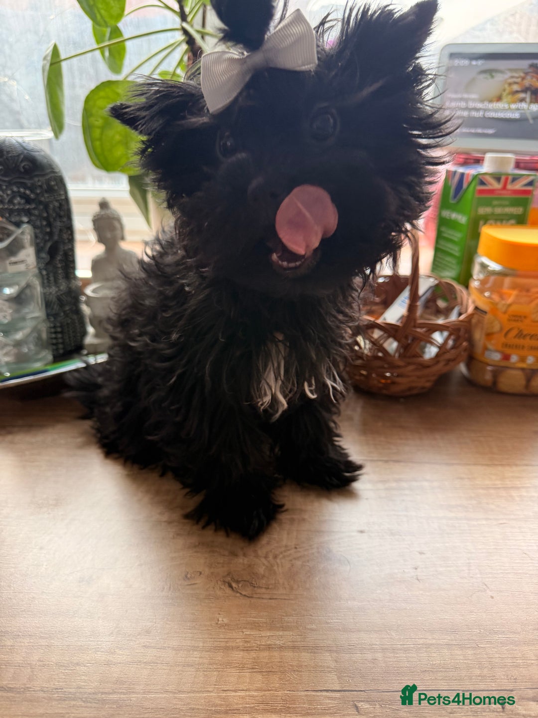 Yorkshire Terrier dogs for sale: 🖤 Black sweet girl ready to leave 💖 - Advert 4