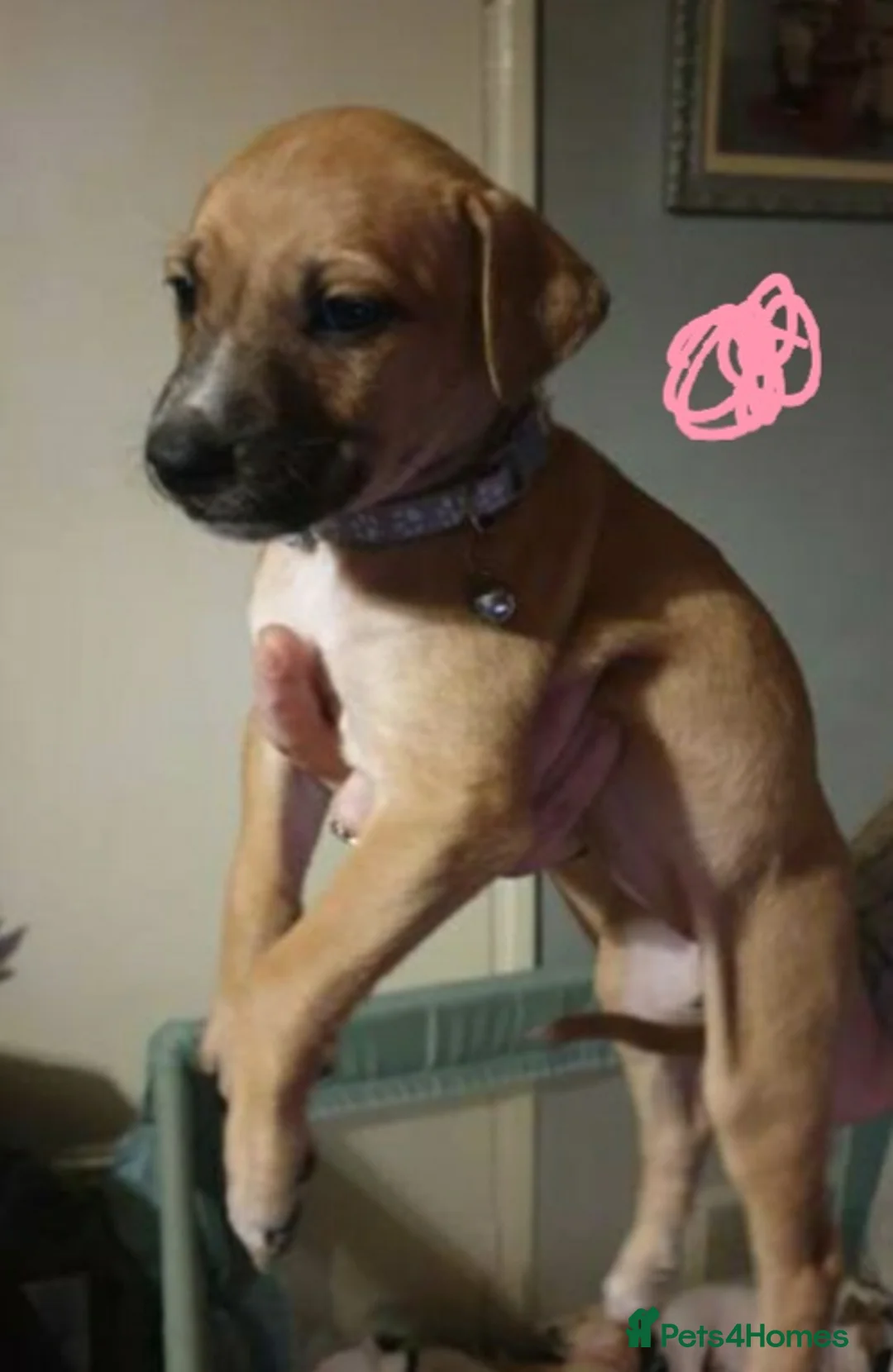 Mixed Breed dogs for sale: 10 puppies 5 girls 5 boys  - Advert 11