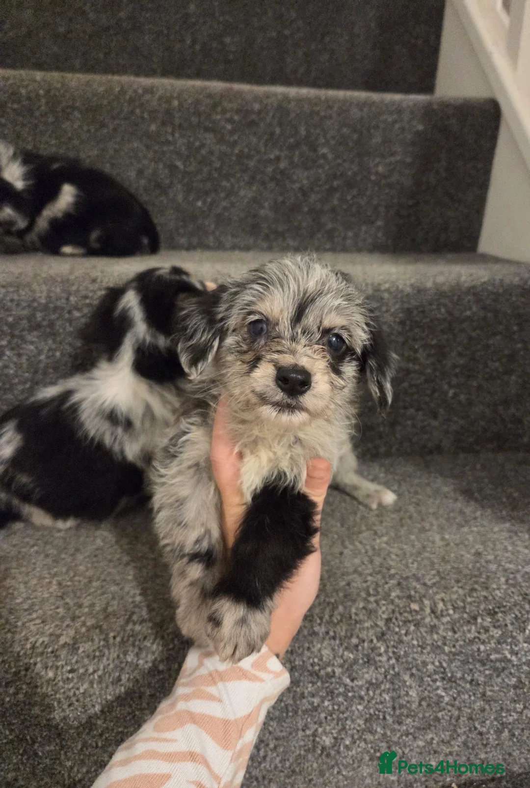 Mixed Breed dogs for sale: Superb CorgiPoo Puppies  - Advert 7