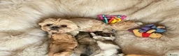Mixed Breed dogs for sale: MALSHI-POOS -LOVELY FAMILY PET /COMPANION DOGS - Advert 1