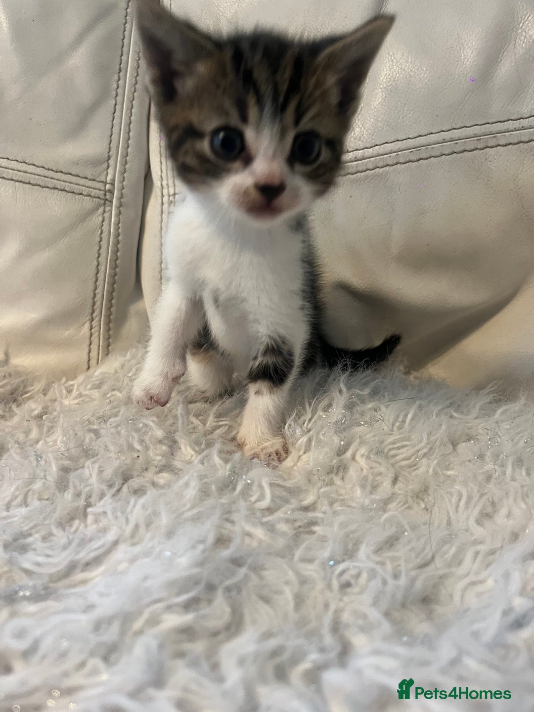 Mixed Breed cats for sale: 3 Beutiful babies  - Advert 30