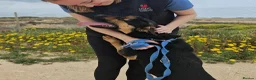 Mixed Breed dogs for adoption: Lucio deserves the chance to thrive  - Advert 14