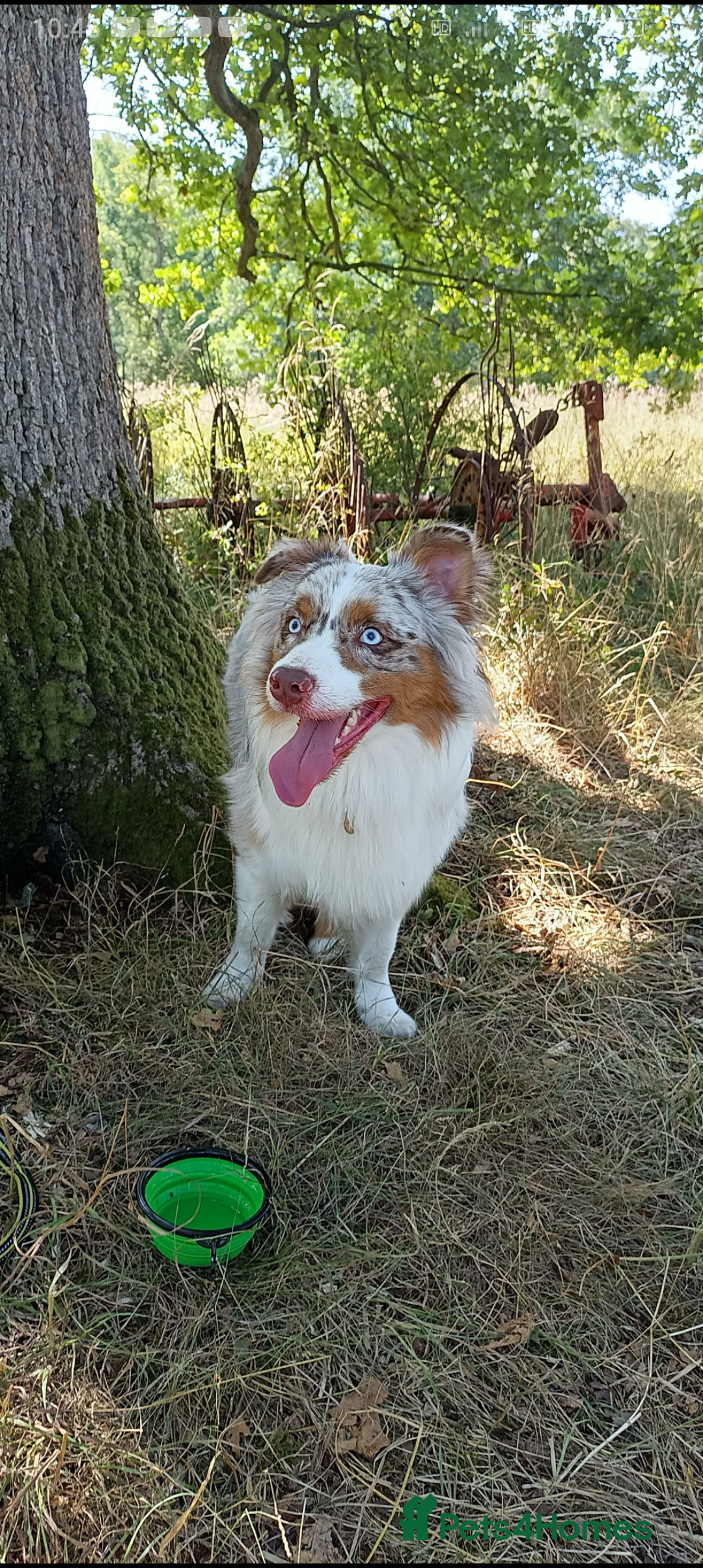 Australian Shepherd dogs for stud: Australian shepherd for stud - Advert 1