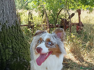 Australian Shepherd dogs - Advert 28