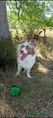 Australian Shepherd dogs - Advert 1