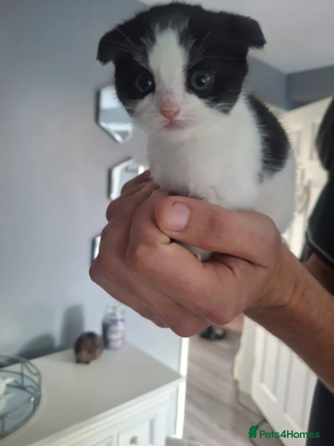 Mixed Breed cats for sale: Male boy - Advert 2