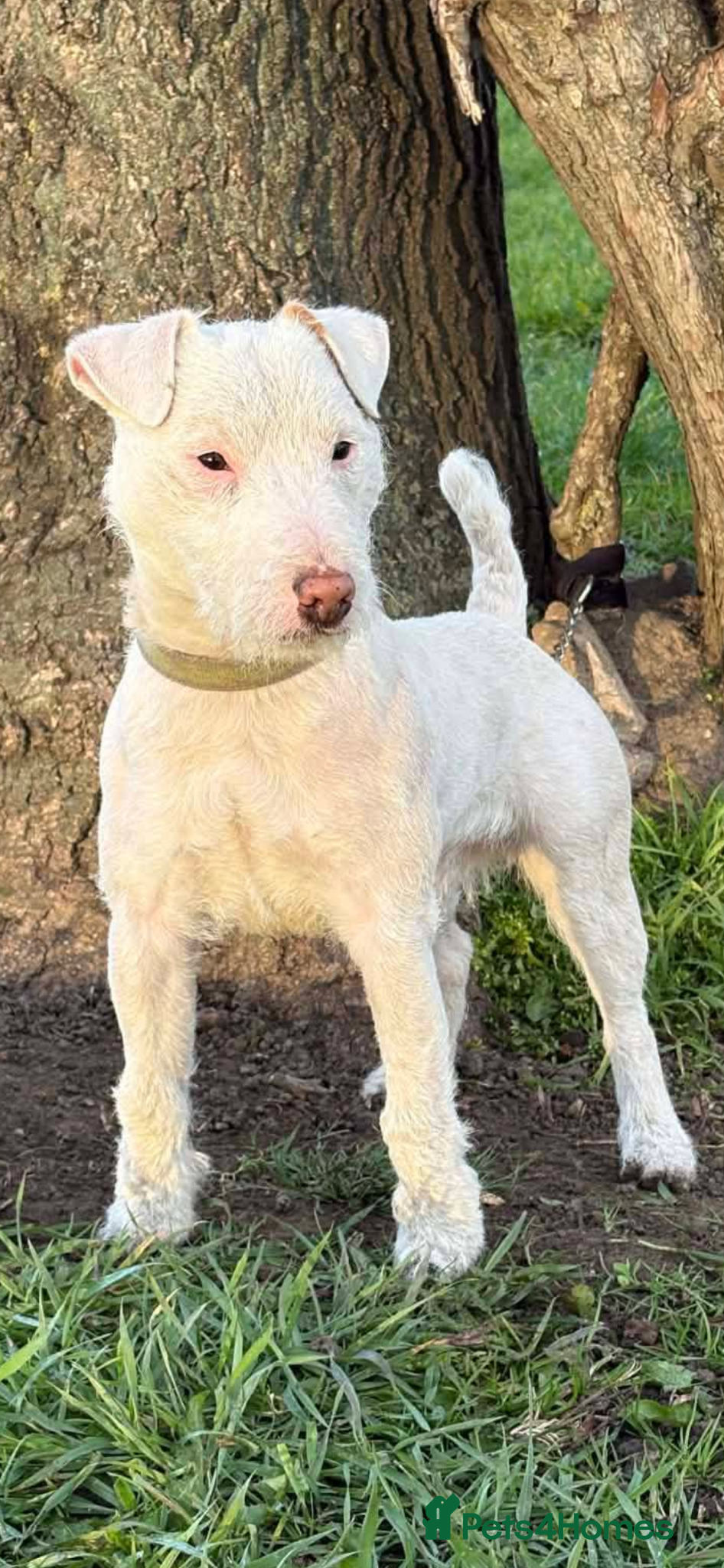 Mixed Breed dogs Jack Russel Lakeland  - Advert 1