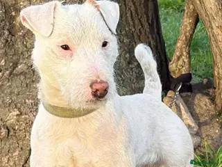 Mixed Breed dogs Jack Russel Lakeland terrier - Advert 11