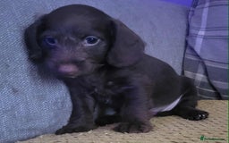 Mixed Breed dogs for sale: Dachschund x doxipoo puppies - Image 33