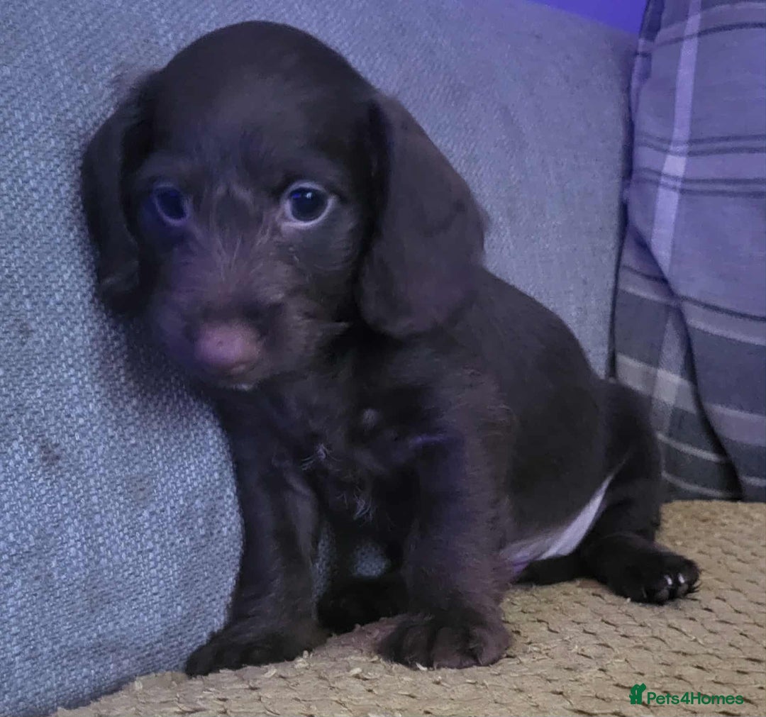 Mixed Breed dogs for sale: Dachschund x doxipoo puppies - Image 33