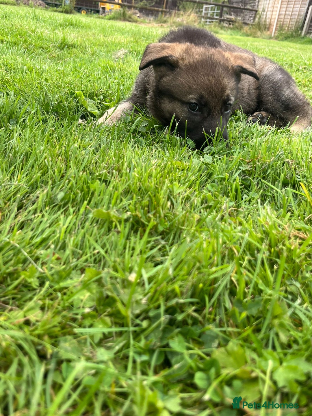 German Shepherd dogs for sale: German Shepherd Pups  - Image 28