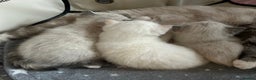 Ragdoll cats for sale: Ragdoll torie/flame/lynx x kittens - Advert 2