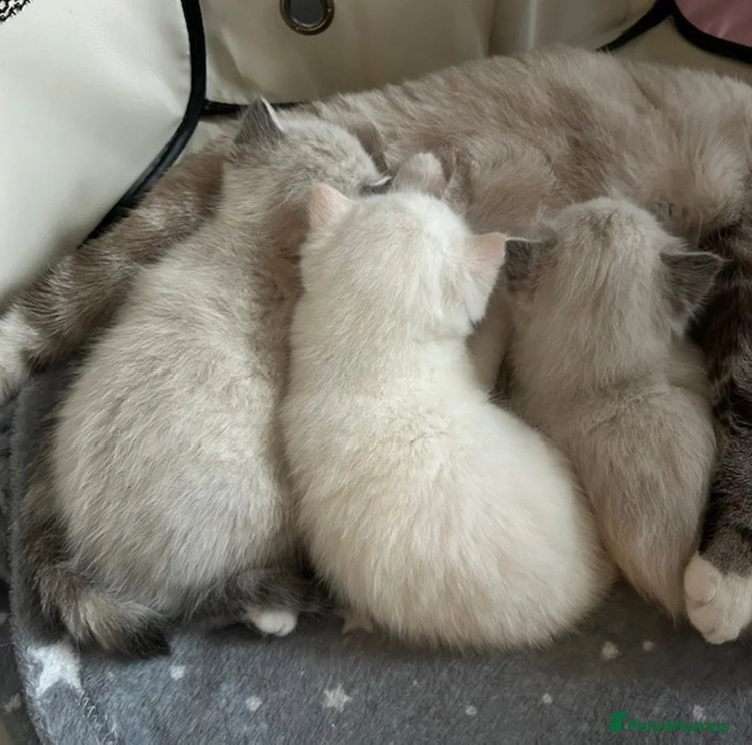 Ragdoll cats for sale: Ragdoll torie/flame/lynx x kittens - Advert 11