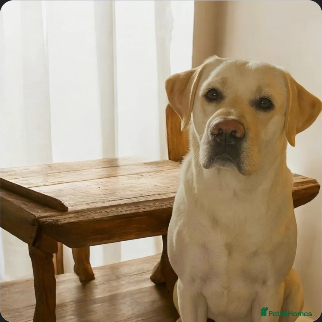 Labrador Retriever dogs for sale: Stunning golden labrador pups from strong lines   - Advert 7