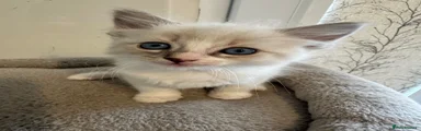 Ragdoll Kitten 4
