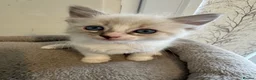 Ragdoll cats for sale: Beautiful Ragdoll Kittens - Advert 17
