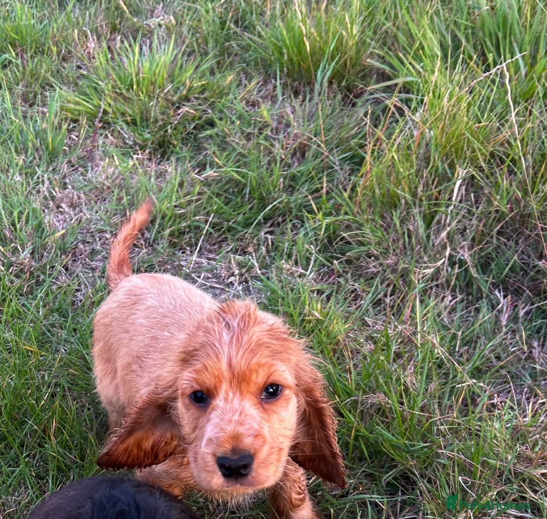 Cocker Spaniel dogs for sale: Last two ‼️ £1250 Kc reg show cocker puppies  - Image 11