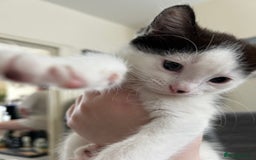 British Shorthair cats for sale: Gorgeous kittens (2 males, 1 female) - Image 2