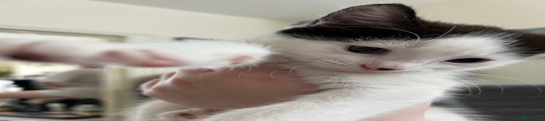 British Shorthair Kitten 1