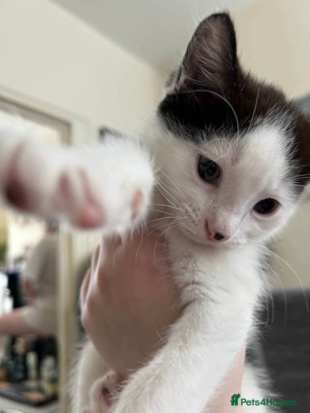British Shorthair cats for sale: Gorgeous kittens (2 males, 1 female) - Image 2