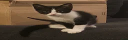 Mixed Breed cats for sale: Kitten for sale  - Advert 3