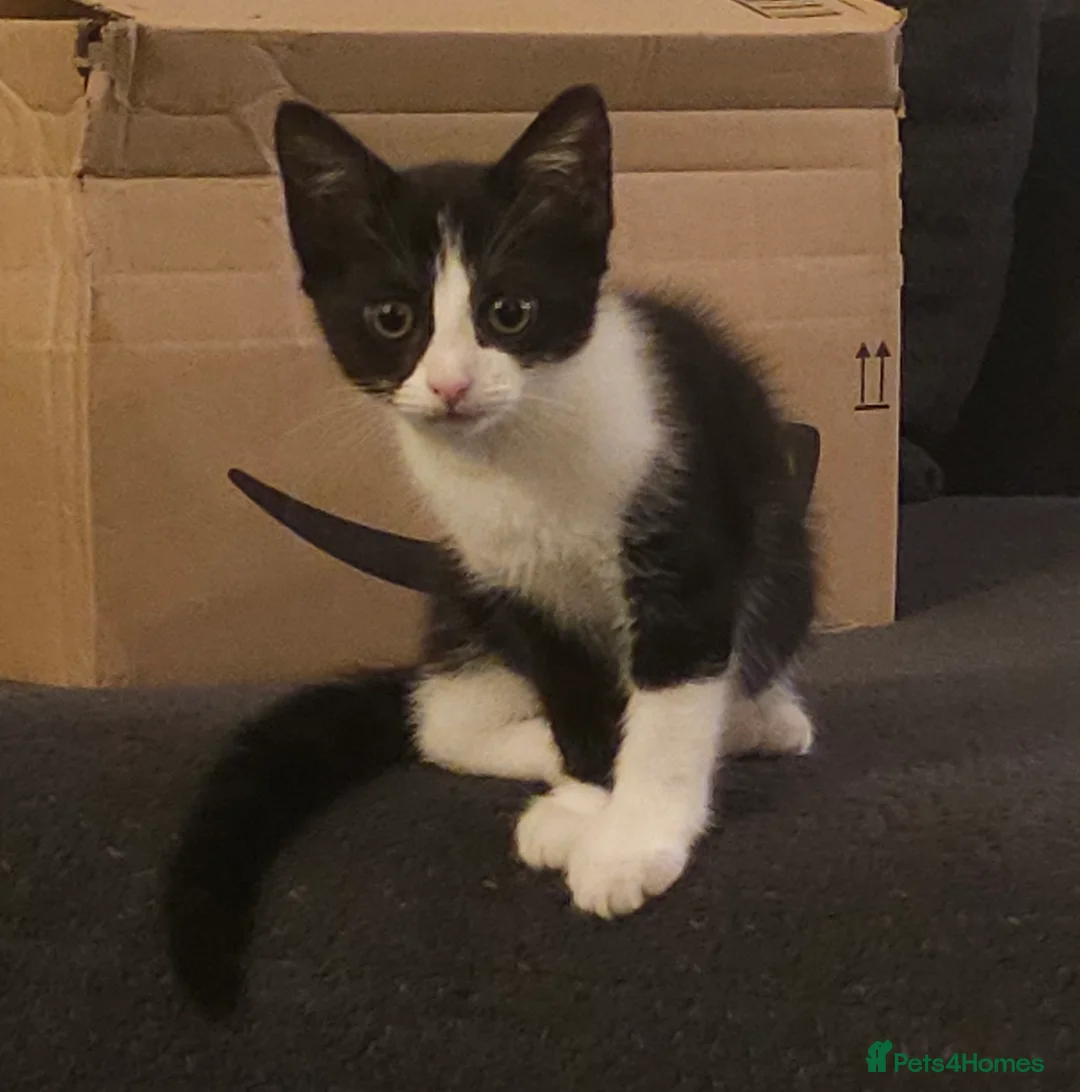 Mixed Breed cats for sale: Kitten for sale  - Advert 3