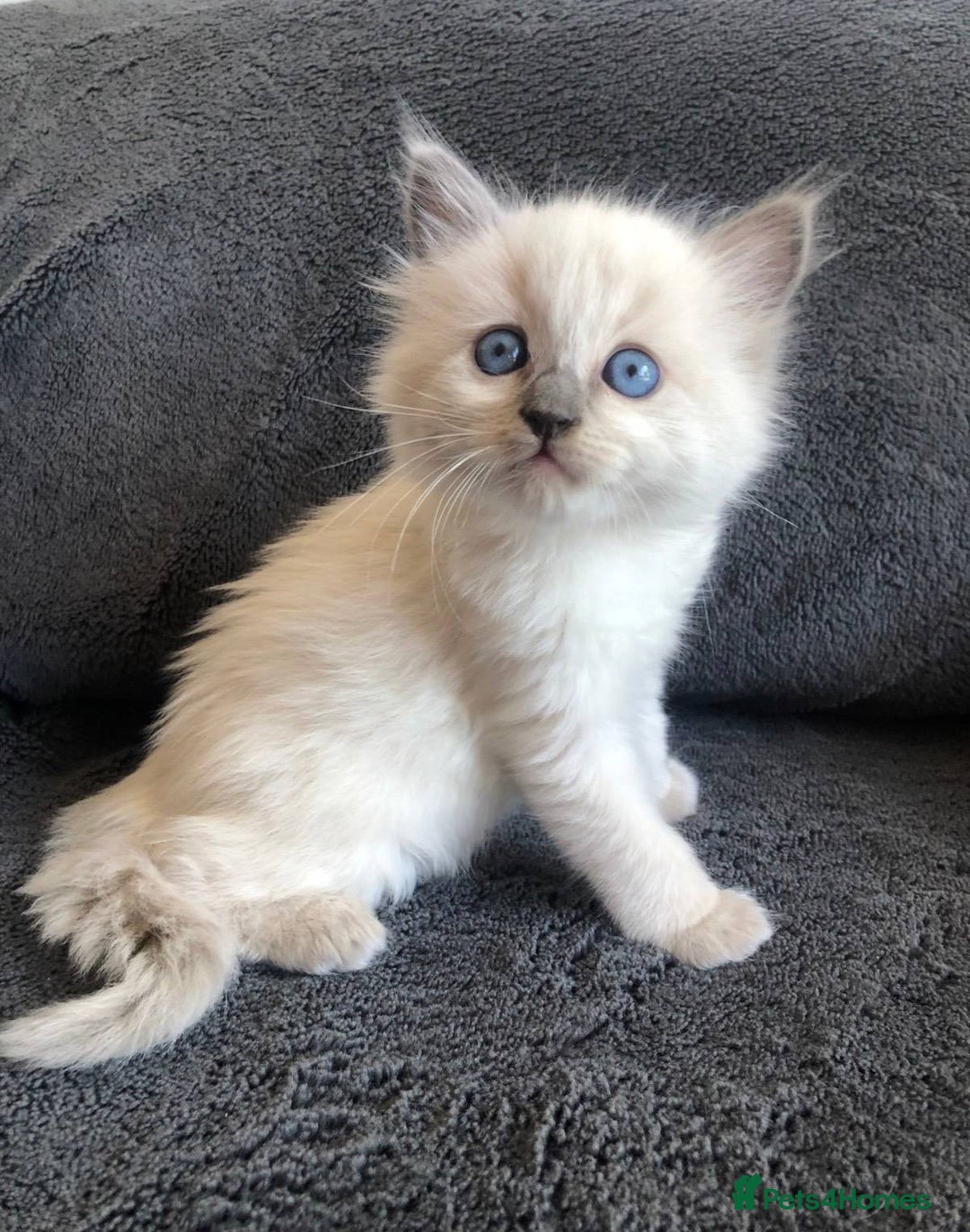 Ragdoll cats for sale: Meet theses beautiful Rag doll kittens today. - Advert 1