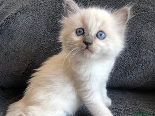 Ragdoll cats Meet theses beautiful Rag doll kittens today. - Advert 1