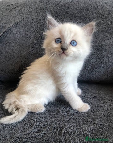 Ragdoll cats Meet theses beautiful Rag doll kittens today. - Advert 1