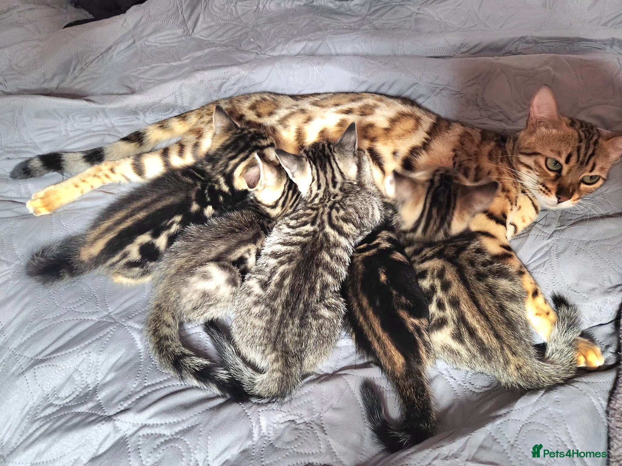 Bengal cats Little Bengal kittens - Advert 1