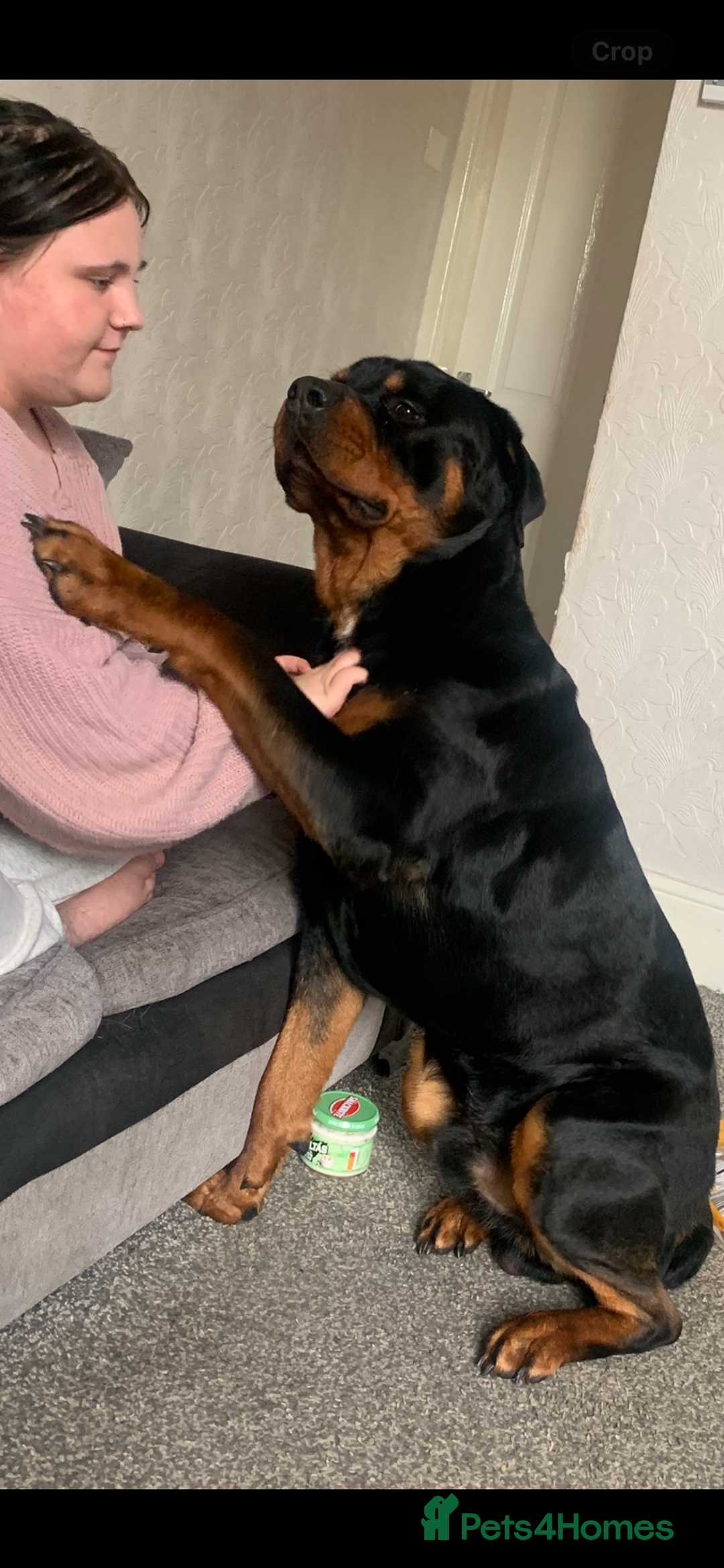 Rottweiler dogs for sale: Gorgeous boy 2 yr old rottweiler  - Advert 5