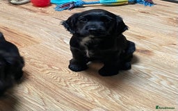 Cocker Spaniel dogs for sale: 1 Beautiful KC Reg working cocker bitch left! - Image 12
