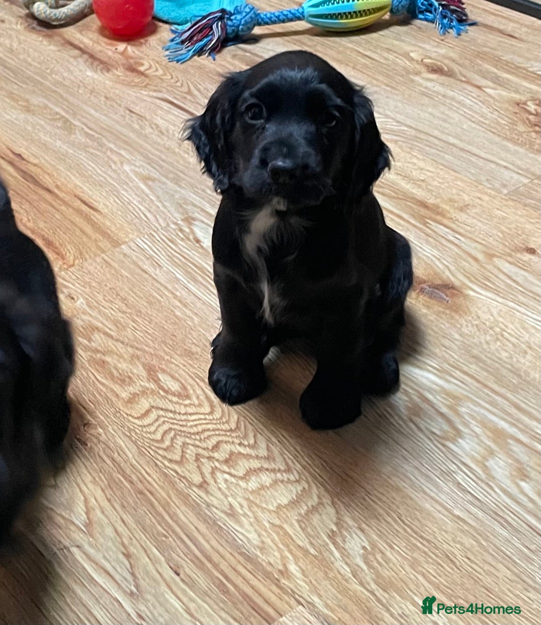 Cocker Spaniel dogs for sale: 1 Beautiful KC Reg working cocker bitch left! - Image 12
