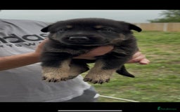 German Shepherd dogs for sale: CZECH DDR WEST GERMAN OLD BLOODLINE KC - Image 16