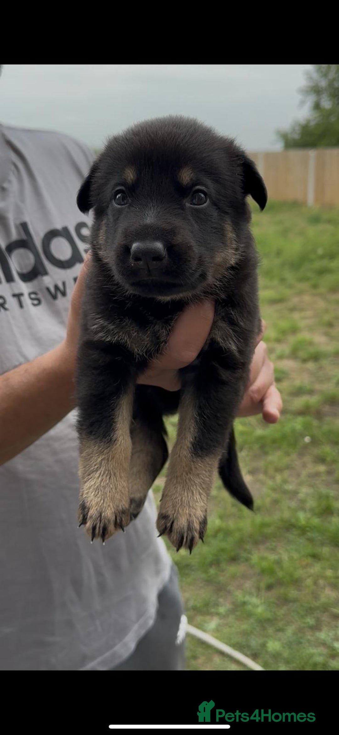 German Shepherd dogs for sale: CZECH DDR WEST GERMAN OLD BLOODLINE KC - Image 16