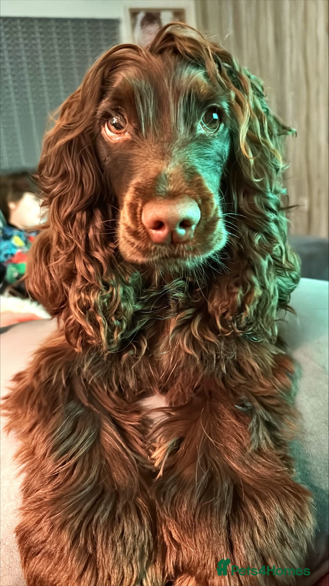 Cocker Spaniel dogs 🐾Beautiful Puppies -Expected Loving Family Home🐾 - Advert 1