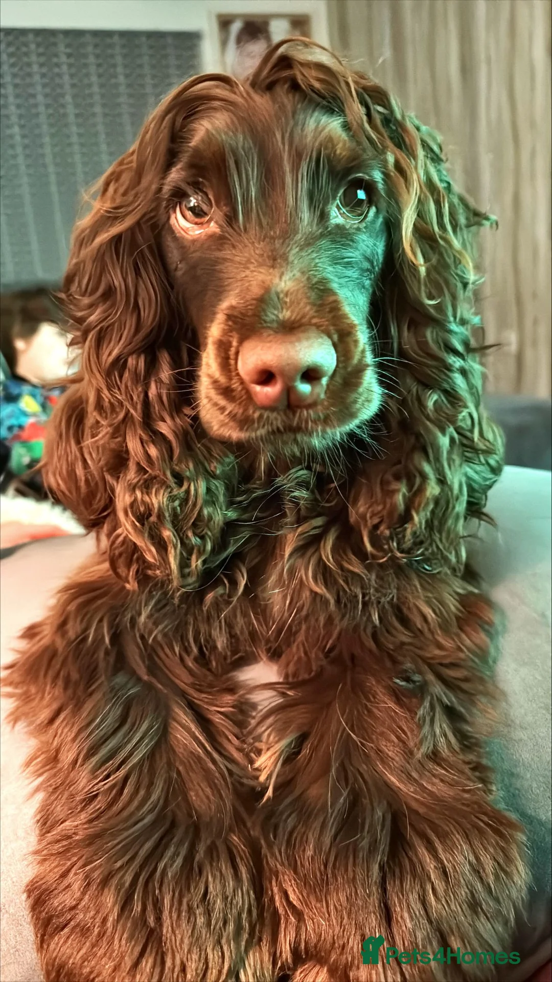 Cocker Spaniel dogs for sale: 🐾Beautiful Puppies -Expected Loving Family Home🐾 - Advert 1