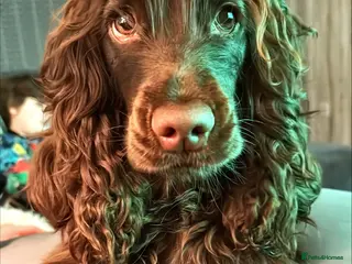 Cocker Spaniel dogs 🐾Beautiful Puppies -Expected Loving Family Home🐾 - Advert 1
