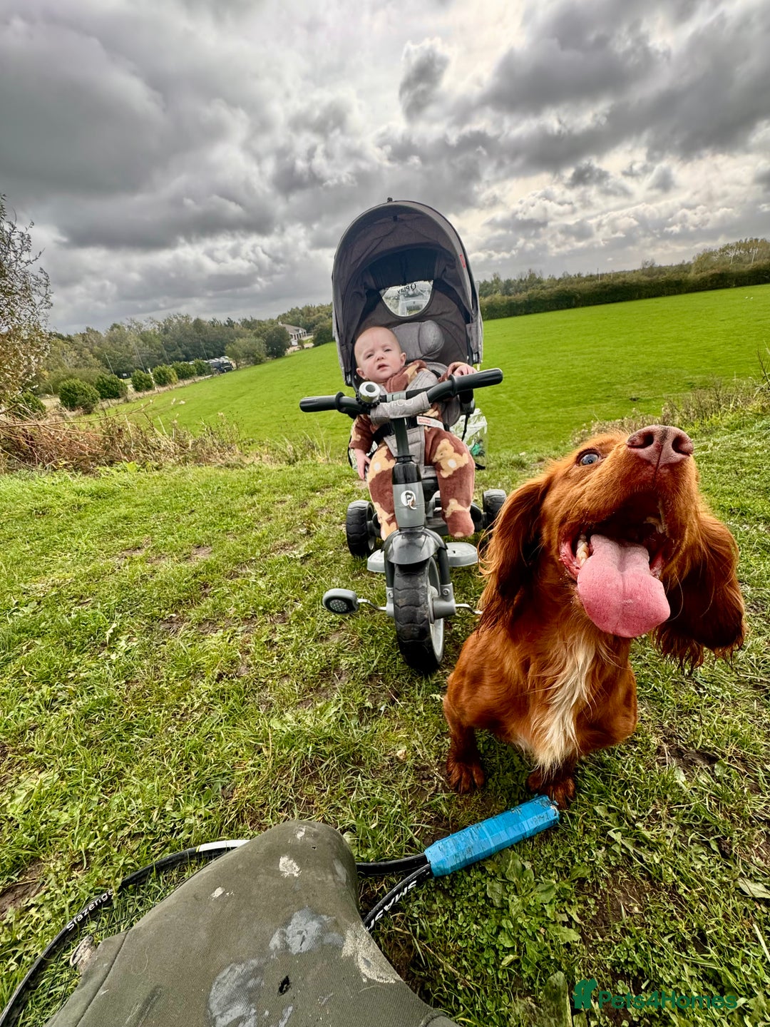 Cocker Spaniel dogs for sale: Working Cocker Spaniel  - Advert 4
