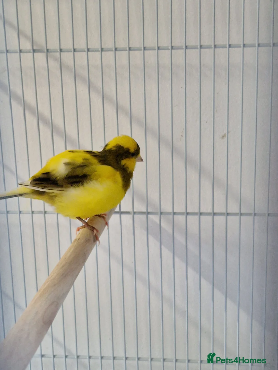 Canaries birds for sale: Fife + Opal Agage + Lizard Canaries - Advert 7