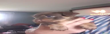 Mixed Breed 1