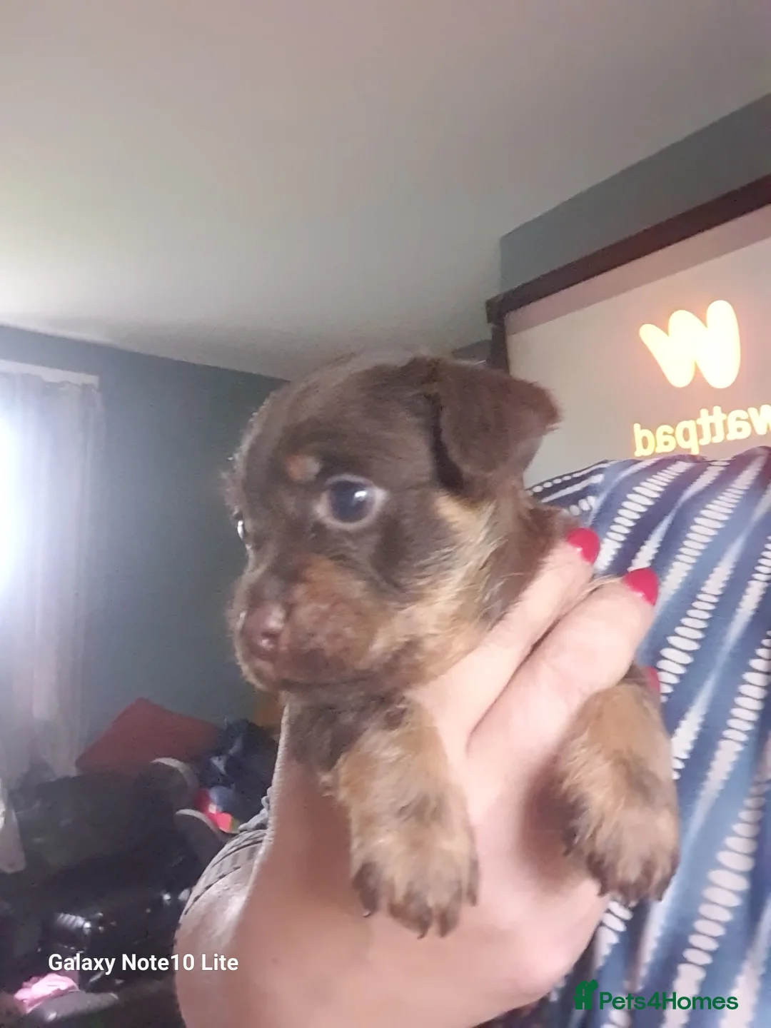 Mixed Breed dogs for sale: Boodle puppies - Advert 2