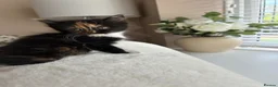 Mixed Breed cats for sale: 5 beautiful kittens  - Advert 14