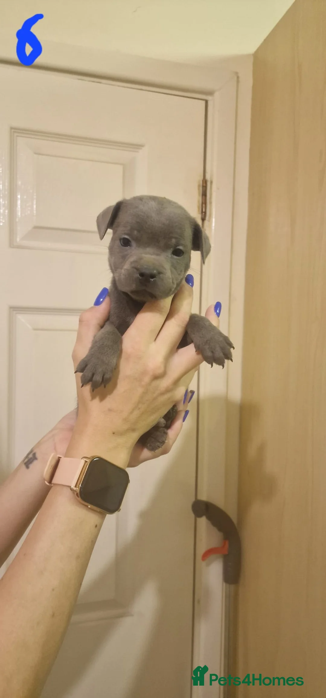 Staffordshire Bull Terrier dogs for sale: 6 beautiful blue staffs - Advert 16